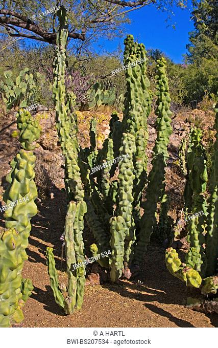 Totem Pole Cactus Lophocereus schottii f. monstrosus, group, USA, Arizona, Boyce Thompson Arboretum