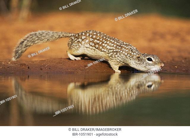 Mexican Ground Squirrel (Spermophilus mexicanus), adult drinking from pond, Starr County, Rio Grande Valley, Texas, USA