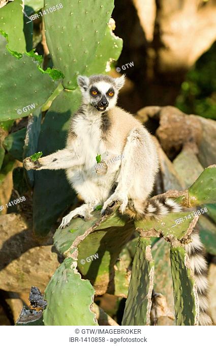 Ring-tailed Lemur (Lemur catta) feeding on cactus, Near Threatened, Berenty Nature Reserve, Madagascar, Africa