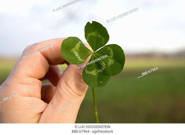 A hand holding a four-leaf clover