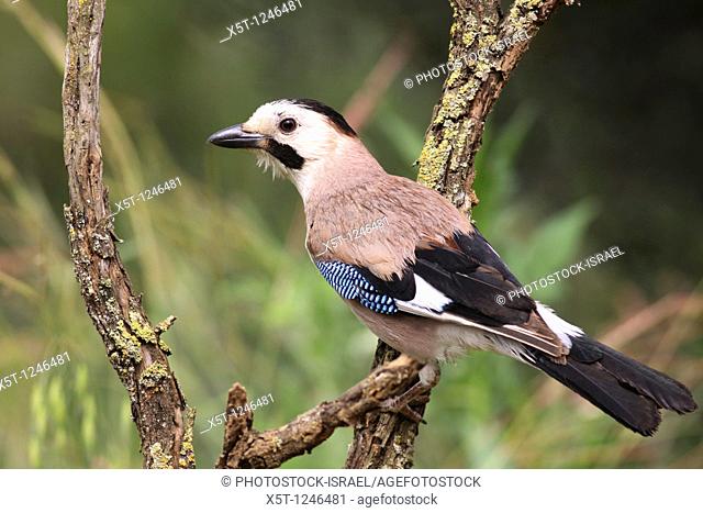 Eurasian Jay Garrulus glandarius This bird is found throughout western Europe, northwest Africa and southeast and eastern Asia  It hoards acorns over the winter...