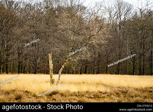 Dutch forest and heather landscape, Otterlo, The Netherlands, Europe