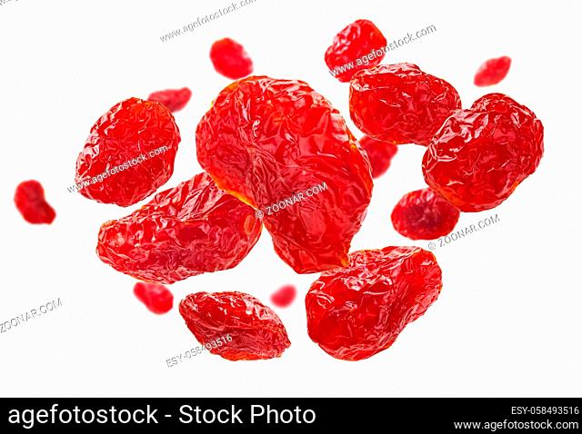 Red red dogwood isolated on white background
