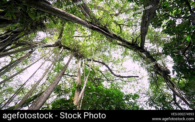 Panning view of green Banyan tree at forest at Malaysia