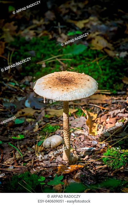 Young Parasol mushroom in the morning sunlight