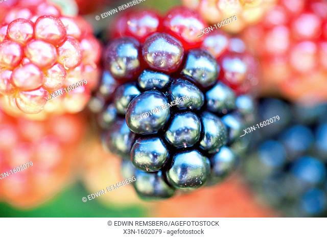 Colorful berries in different stages of ripeness