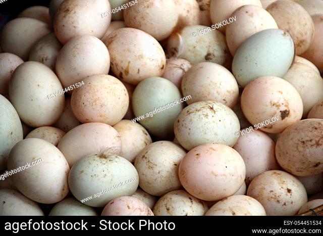 Large fresh white duck eggs at a chicken farm, Cambodia