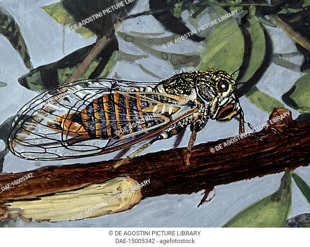Cicadetta montana, Cicadidae, drawing
