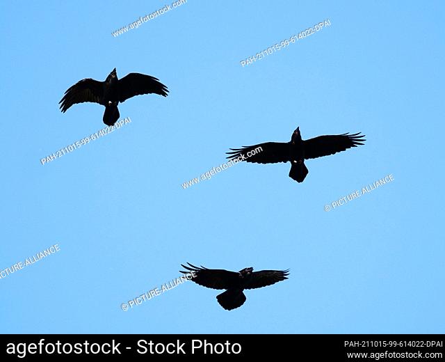 11 October 2021, Brandenburg, Schorfheide: 11.10.2021, Schorfheide. Three common ravens (Corvus corax) fly close together in the blue sky above the Schorfheide...