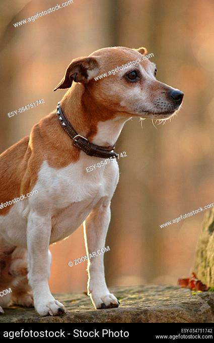 Jack Russel-Terrier, Ruede, Wald, im Gegenlicht
