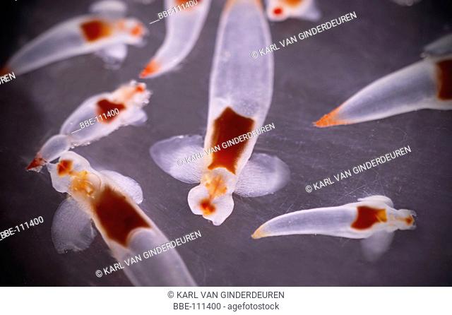 Planktonic snails (Pterobranchia) look like sea angels Picture was taken in North Sea around Danish coasts