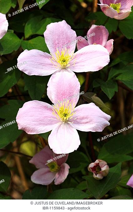 Flowering Anemone Clematis variety Elizabeth (Clematis montana cultivar Elisabeth), climbing plant