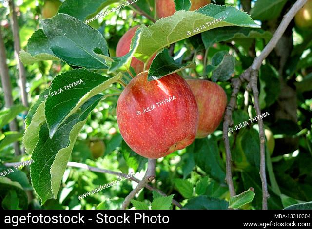 Apple 'Gravensteiner' (Grafensteiner, Malus domestica)