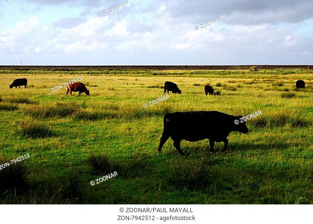 Cows on Farmland in front of the Dyke on northfrisian island Amrum, Germany