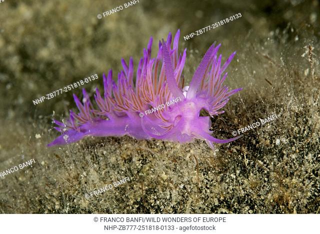 Nudibranch (Flabellina affinis) Larvotto Marine Reserve, Monaco, Mediterranean Sea Mission: Larvotto marine Reserve
