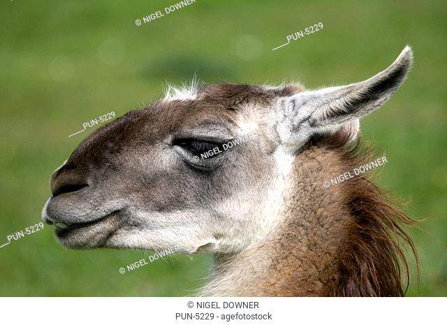 Llama, close up profile image of head, Long Sutton Butterfly and Wildlife Park