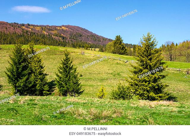 mountainous landscape with coniferous forest. lovely springtime scenery at the foot of Borzhava mountain ridge. location - Pylypets, TransCarpathian region