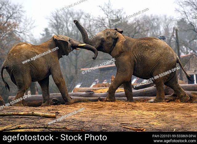 29 December 2021, Saxony-Anhalt, Magdeburg: Two elephants compete in the outdoor enclosure of Magdeburg Zoo, trying to push the other off a hill