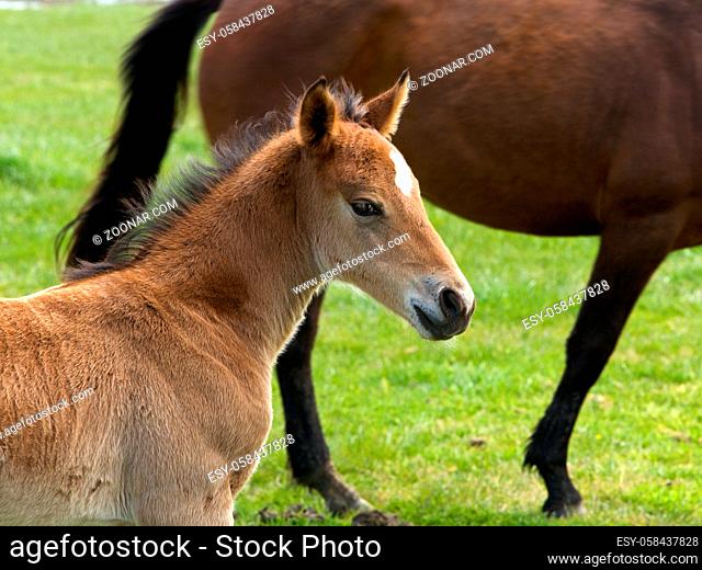 Brown horse and its foal or filly in a meadow
