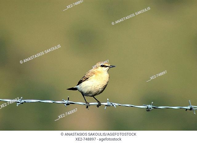 An Isabelline Wheatear (Oenanthe isabellina) on Lesbos island, Greece