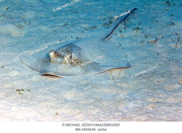Blue spotted stingray (Neotrygon kuhlii), Great Barrier Reef, Queensland, Australia