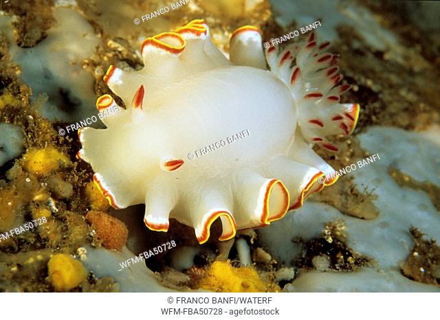 nudibranch, Glossodoris sedna, Sea of Cortez, Baja California, Mexico