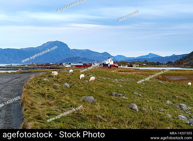 Norway, Lofoten, Vestvagøya, Eggum, fishing village, boathouses and sheep