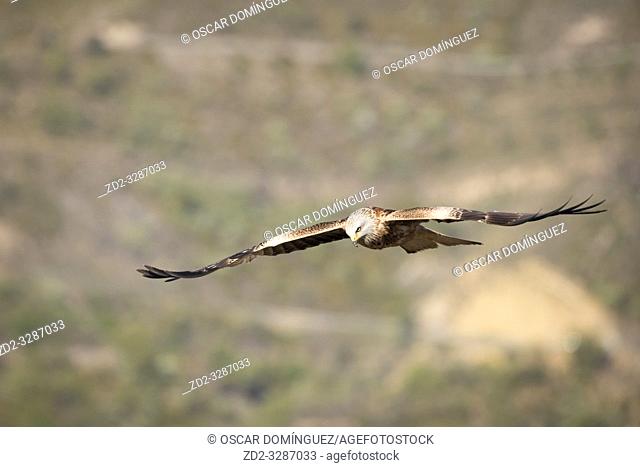 Red Kite (Milvus milvus) in flight. Pre-Pyrenees. Lleida province. Catalonia. Spain