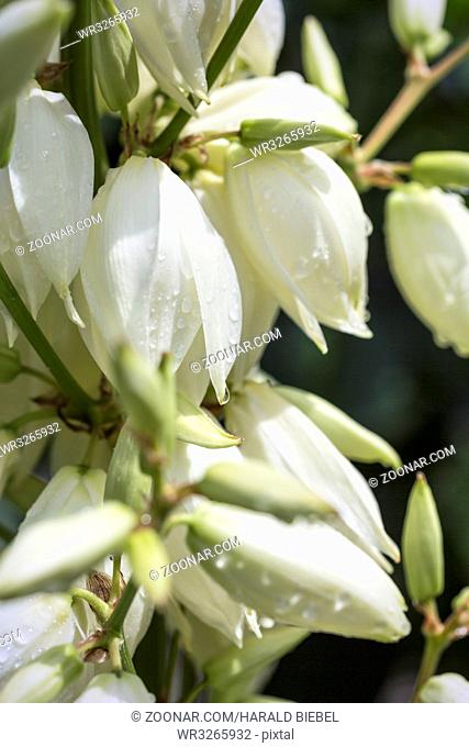 Blüten einer Palmlilie (Yucca filamentosa) im Garten