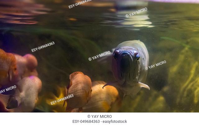 Closeup of the face of a silver arowana, tropical long fish swimming in the water, popular ornamental aquarium pet