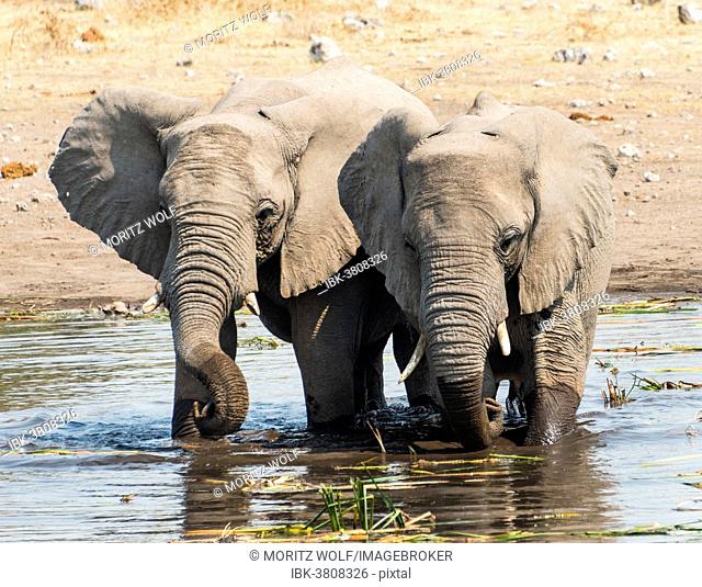 Two young African Bush Elephants (Loxodonta africana) standing beside one another in the water while drinking, Koinachas Waterhole, Etosha National Park