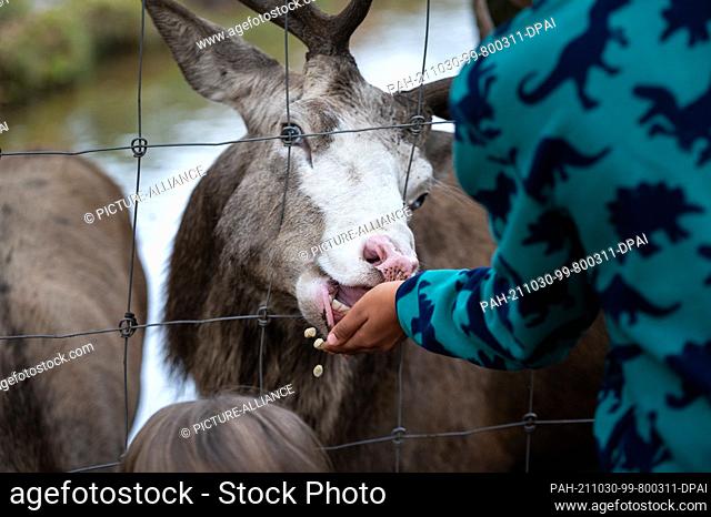 30 October 2021, Schleswig-Holstein, Eekholt: A white-tailed deer (Cervus elaphus) pokes its head through the fence and eats the wildlife food offered by the...