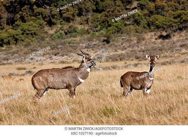 pair of Mountain Nyala Tragelaphus buxtoni in Bale Mountains national Park  The Mountain Nyala is an endangered antelope