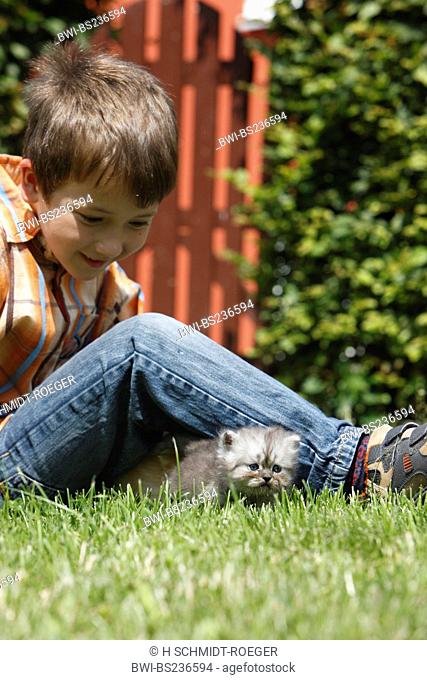 domestic cat, house cat, Persian Felis silvestris f. catus, smiling boy sitting on a lawn with a 4 weeks old kitten which comes crawling out from under his legs
