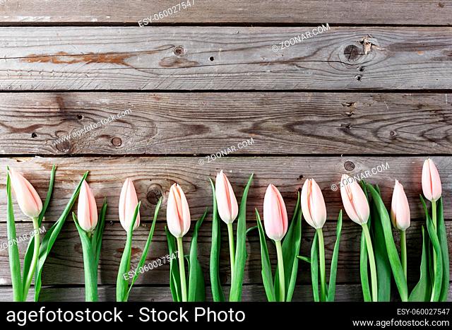 Background with light pink tulips on blue painted wooden planks. Place for text. Top view with copy space