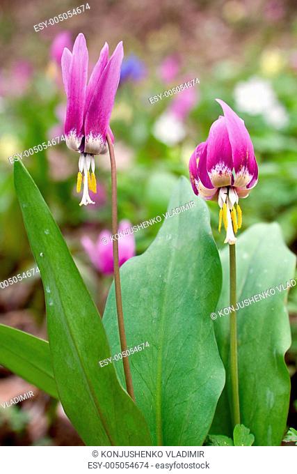 Erythronium Sibiricum. Liliaceae
