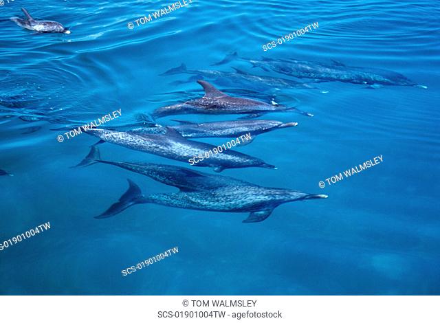 Atlantic spotted dolphins Stenella frontalis Social group Bimini, Bahamas