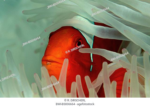 spinecheek clownfish (Premnas aculeatus), amongst anemones, Australia, Pacific Ocean
