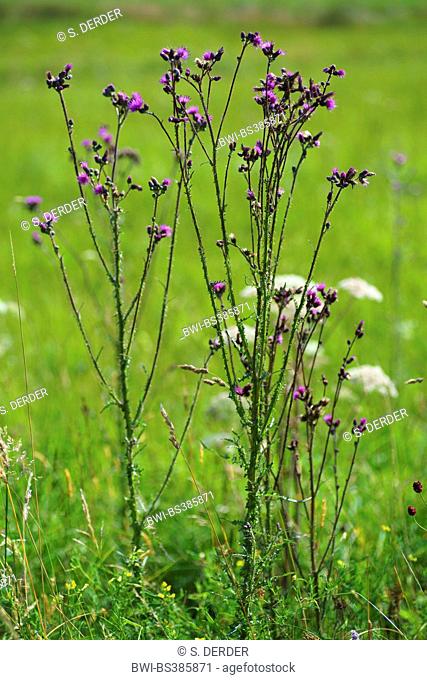 marsh thistle (Cirsium palustre), blooming, Germany, Bavaria, Oberbayern, Upper Bavaria