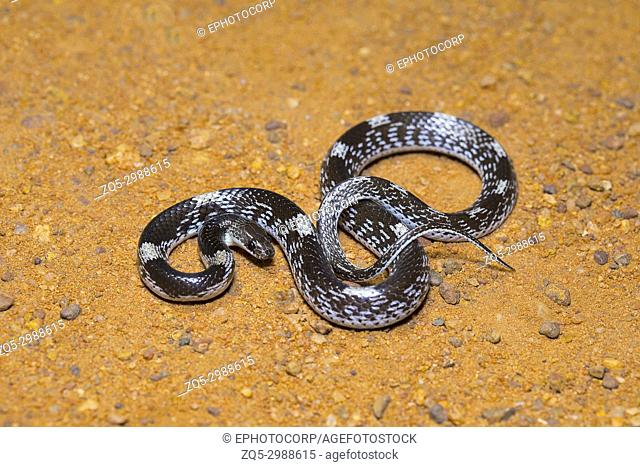 Barred wolf snake, Lycodon striatus, Non venomous. Colubridae. Pondicherry, Tamil Nadu, India