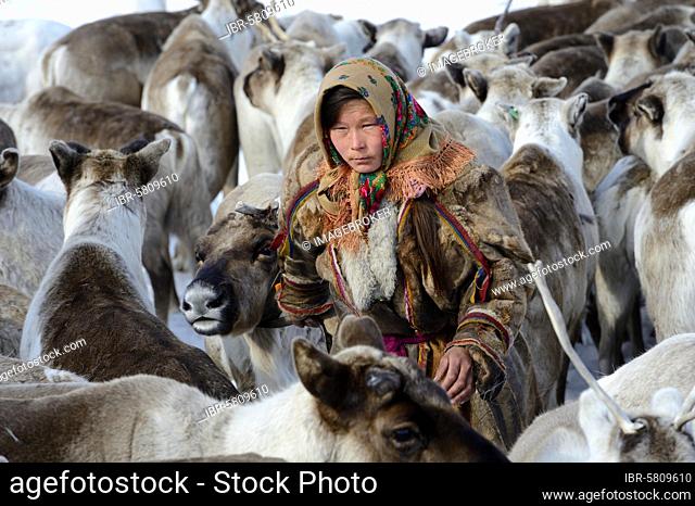 Ekaterina Yaptik, a Nenets herder woman selecting draught Reindeer (Rangifer tarandus) from a corral, Yar-Sale district, Yamal, Northwest Siberia, Russia