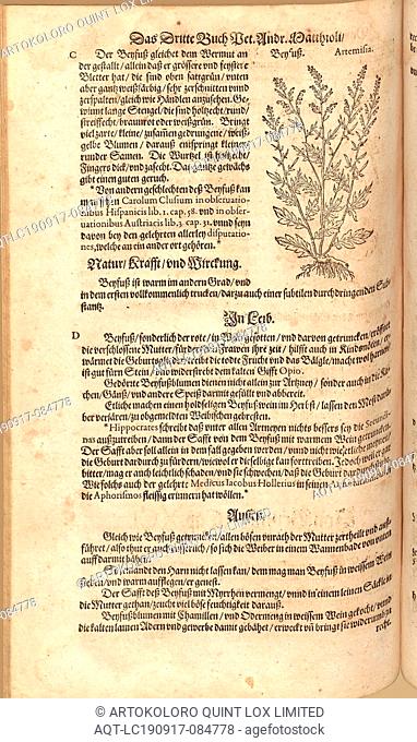Artemisia, Beyfusz, Fol. 295v, 1590, Pietro Andrea Mattioli, Joachim Camerarius: Kreuterbuch desz hochgelehrten unnd weitberühmten Herrn D
