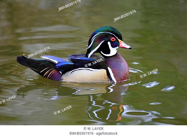 wood duck (Aix sponsa), swimming drake, Germany