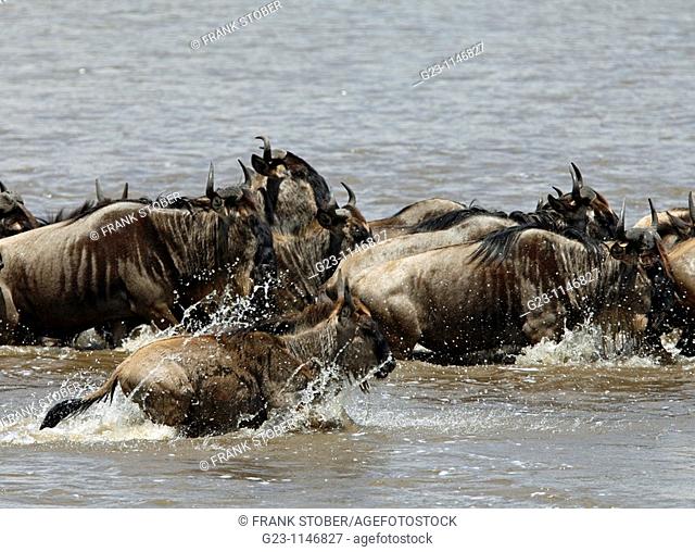 Wildebeest Rivercrossing