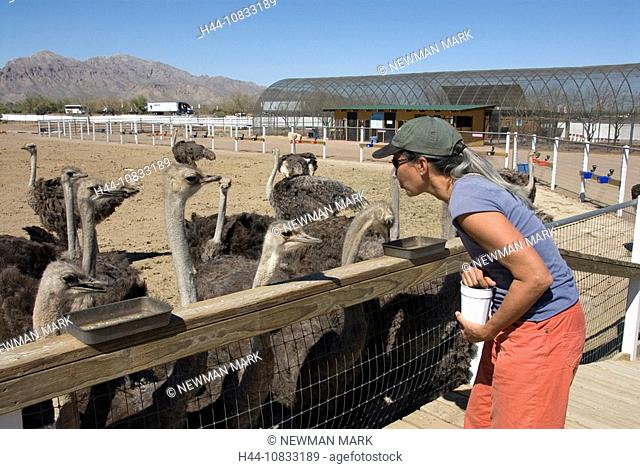 Ostrich Ranch, Picacho, USA, America, United States, North America, Arizona, woman, visitor, feeding, ostriches, breed