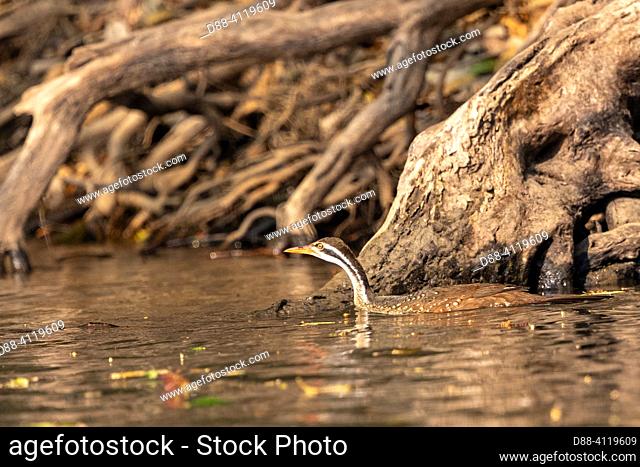 Africa, Zambia, Kafue natioinal Park, Africa, Zambia , Kafue National Park, Kafue River, African Coot (Podica senegalensis), hiding in tree roots