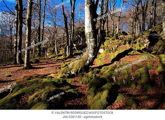 Beech in autumn on the route of Los Montañeros. Natural park Urbasa y Andía. Navarra