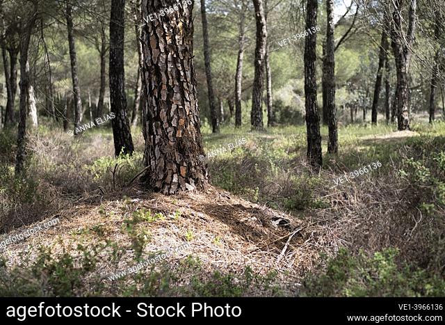 closeup of trunks and bark of pinus pinea, Doñana, Andalucia, spain