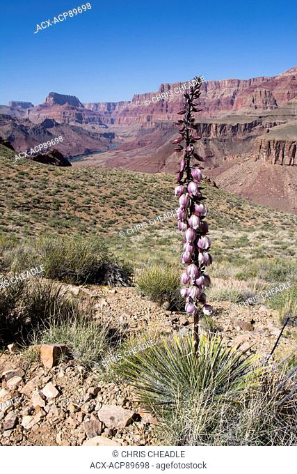 Banana yucca, Yucca baccata, Tanner Trail, Colorado River, Grand Canyon, Arizona, United States