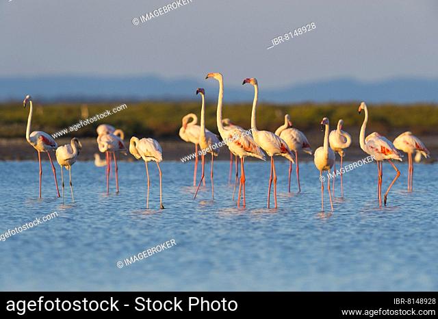 European Flamingo (Phoenicopterus roseus) (Great Flamingo), Saintes-Maries-de-la-Mer, Parc naturel régional de Camargue, Languedoc Roussillon, France, Europe